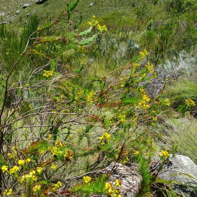 Senecio euriopoides, photographed by Di Turner