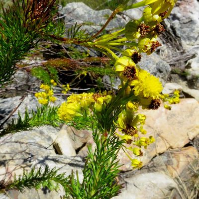 Senecio euriopoides, photographed by Di Turner