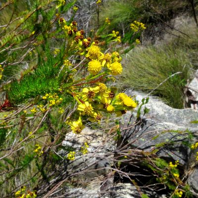 Senecio euriopoides, photographed by Di Turner