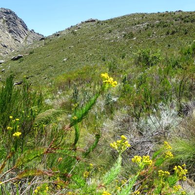 Senecio euriopoides, photographed by Di Turner