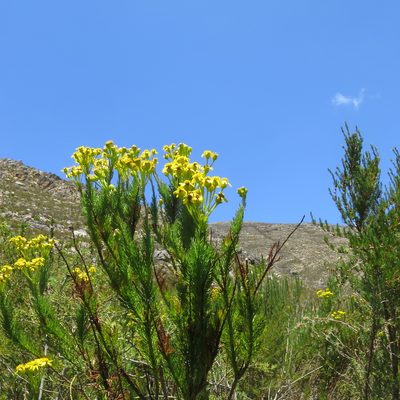 Senecio euriopoides, photographed by Di Turner
