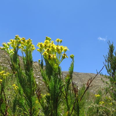 Senecio euriopoides, photographed by Di Turner