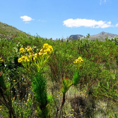 Senecio euriopoides, photographed by Di Turner