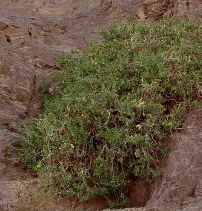 Capparis cartilaginea, photographed by Jean-Paul Boerekamps