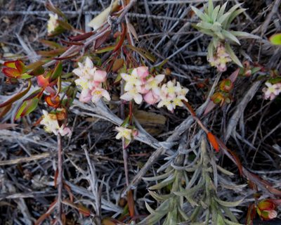 Lachnaea burchellii, photographed by Di Turner