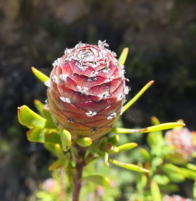 Leucadendron rourkei, photographed by Di Turner