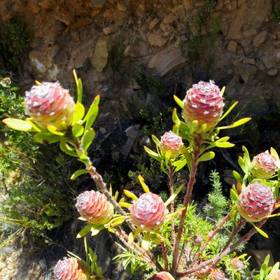 Leucadendron rourkei, photographed by Di Turner