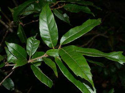Quercus tatakaensis, photographed by Jacy Chen