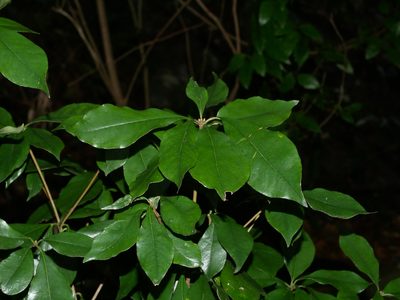 Pittosporum illicioides, photographed by Jacy Chen