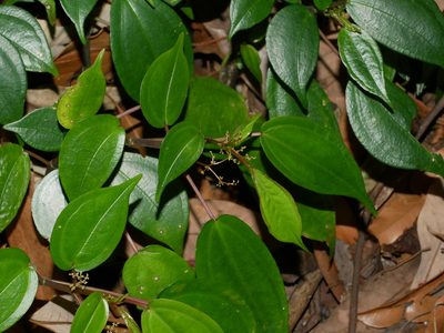 Pilea plataniflora, photographed by Jacy Chen