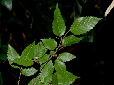 Carpinus kawakamii, photographed by Jacy Chen