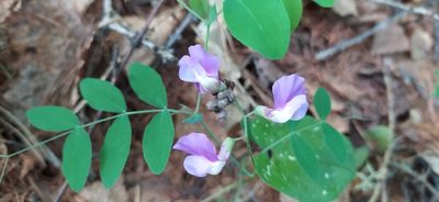 Lathyrus humilis, photographed by Алексей Ябс