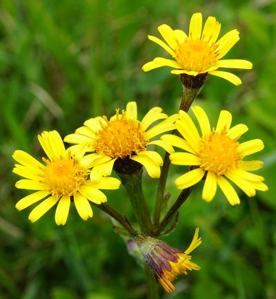 Tephroseris crispa, photographed by Patrick Hacker