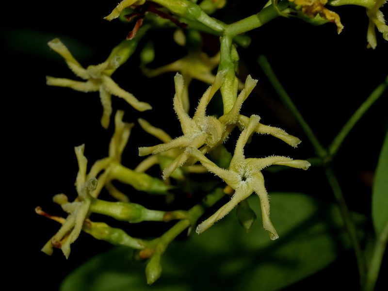 Anodendron affine, photographed by Jacy Chen