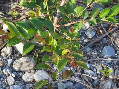Glochidion rubrum, photographed by 葉子