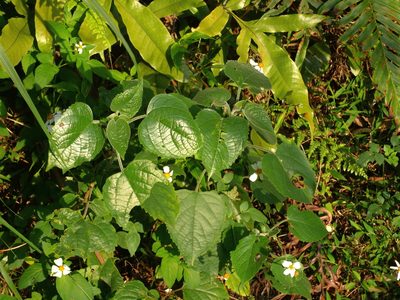 Clerodendrum canescens, photographed by Jacy Chen