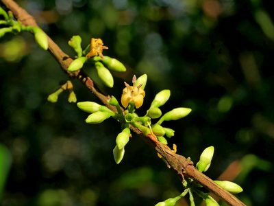 Diplospora dubia, photographed by Jacy Chen