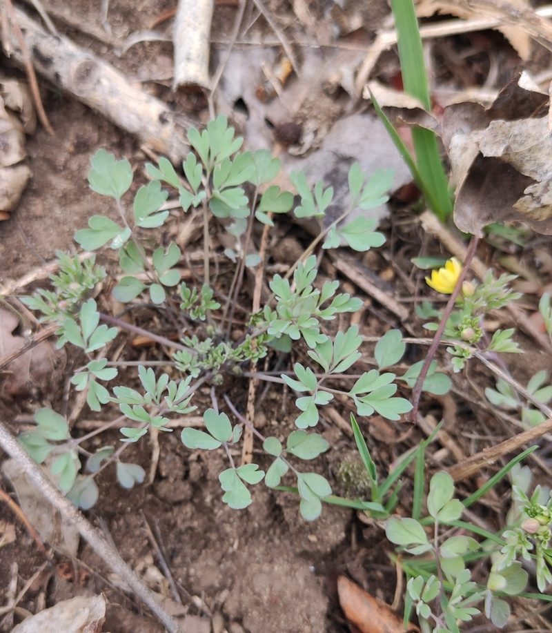 Leptopyrum fumarioides, photographed by Юлия