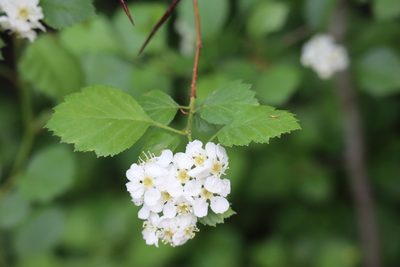 Crataegus chrysocarpa, photographed by Henry "Nick" Robertson