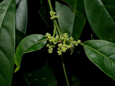 Melicope pteleifolia, photographed by Jacy Chen