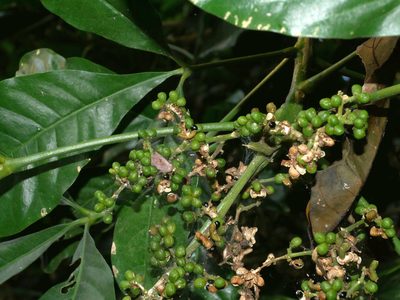 Melicope semecarpifolia, photographed by Jacy Chen