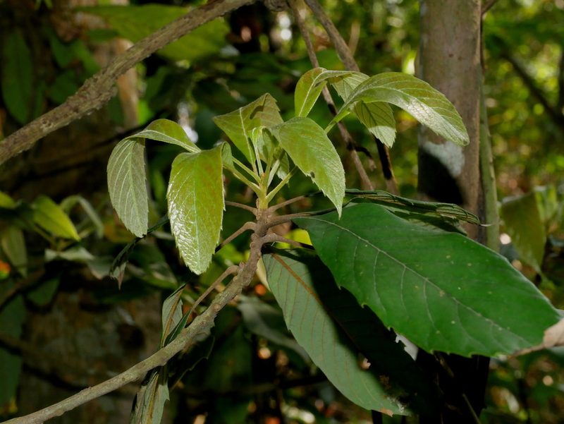 Meliosma rigida, photographed by Jacy Chen