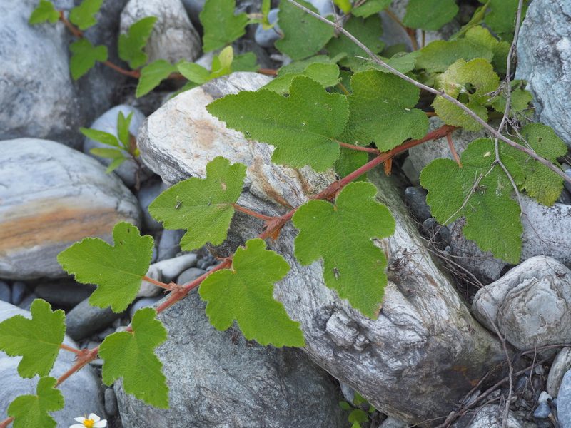 Rubus formosensis, photographed by 葉子