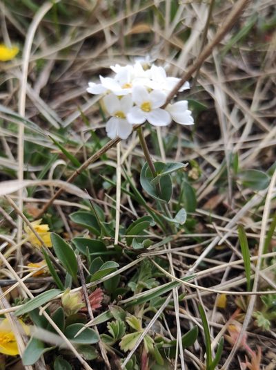 Noccaea thlaspidioides, photographed by Юлия