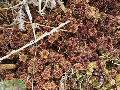 Sphagnum capillifolium, photographed by James Clow