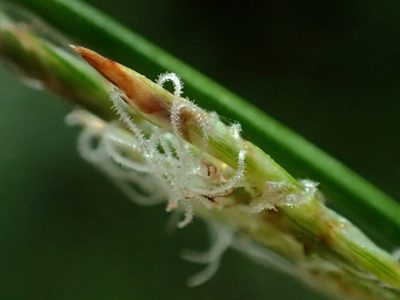 Carex brunnea, photographed by 葉子