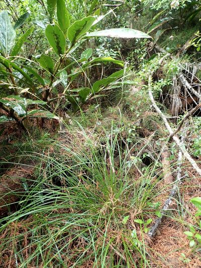 Carex brunnea, photographed by 葉子