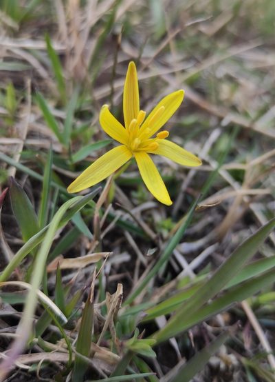 Gagea pauciflora, photographed by Юлия