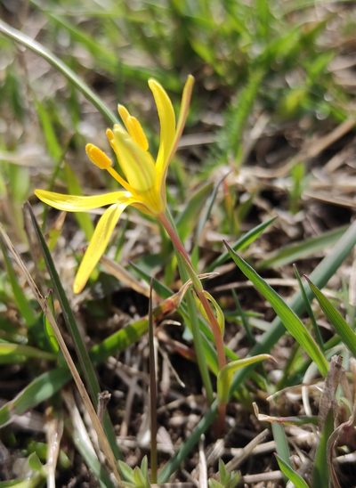 Gagea pauciflora, photographed by Юлия