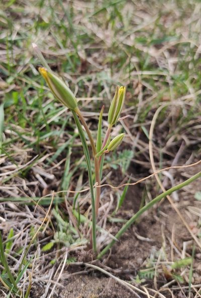 Gagea pauciflora, photographed by Юлия