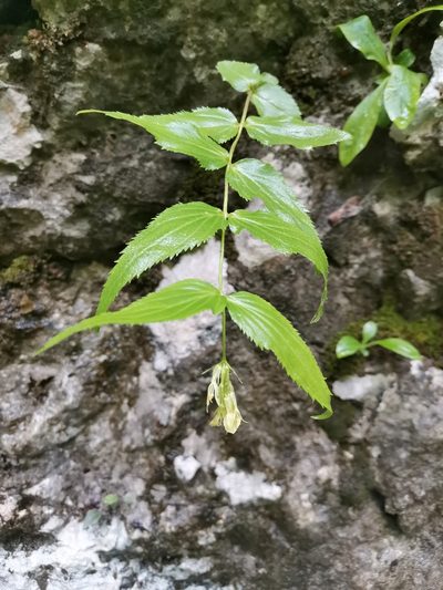 Paederota lutea, photographed by Ljaž