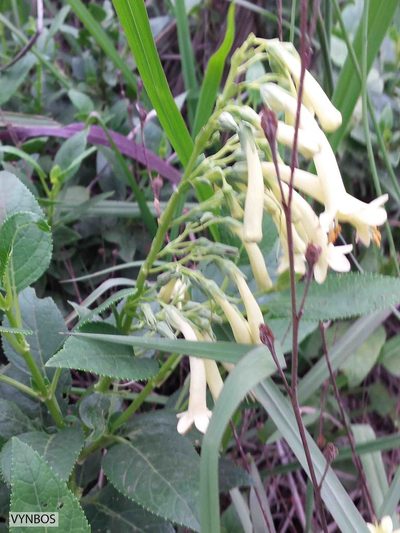 Phygelius aequalis, photographed by Chris Vynbos