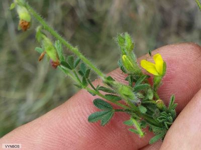 Melolobium obcordatum, photographed by Chris Vynbos