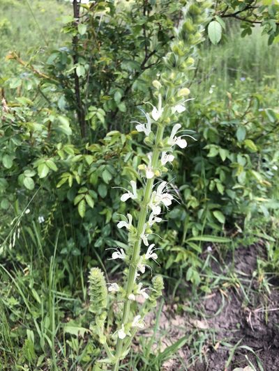 Salvia austriaca, photographed by Conrad Altmann