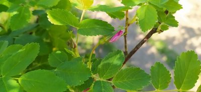 Rosa glabrifolia, photographed by Алексей Ябс