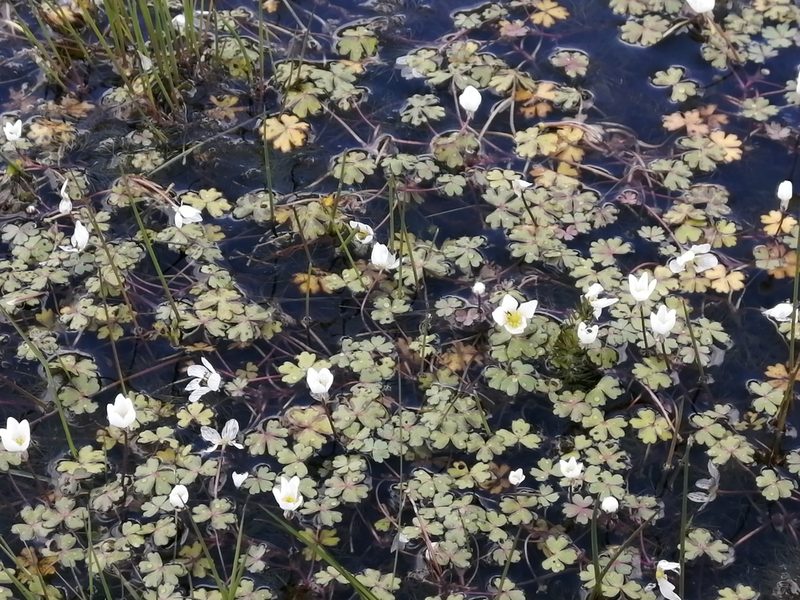 Ranunculus ololeucos, photographed by Celestino Quintela Sabarís