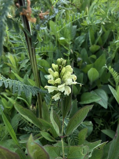 Pedicularis comosa, photographed by Conrad Altmann