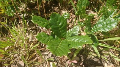 Quercus lusitanica, photographed by Elizabete Marchante