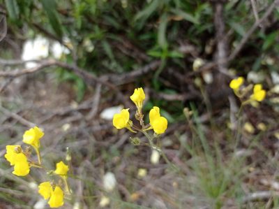 Linaria spartea, photographed by Cristina Villaverde