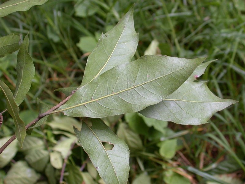 Quercus laurina, photographed by Neptalí Ramírez Marcial