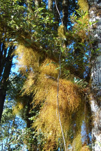 Quercus laurina, photographed by Neptalí Ramírez Marcial