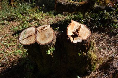 Quercus laurina, photographed by Neptalí Ramírez Marcial