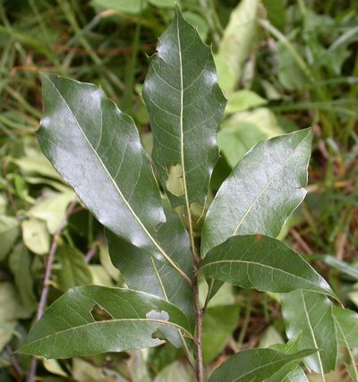 Quercus laurina, photographed by Neptalí Ramírez Marcial
