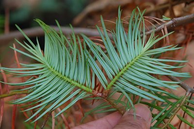 Abies guatemalensis, photographed by Neptalí Ramírez Marcial