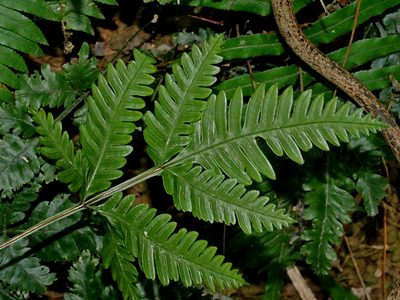Pteris grevilleana, photographed by Jacy Chen