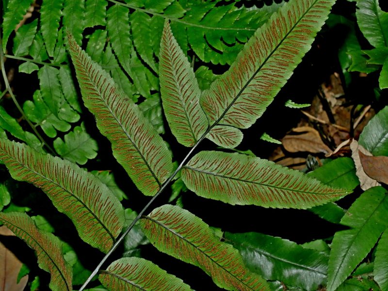 Diplazium maonense, photographed by Jacy Chen